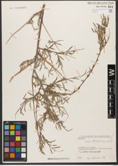 Foto von Salix wilhelmsiana M. Bieb.